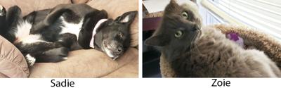 Melissa Buss of Festus submitted photos of her cat and dog, Zoie and Sadie, who mostly get along.