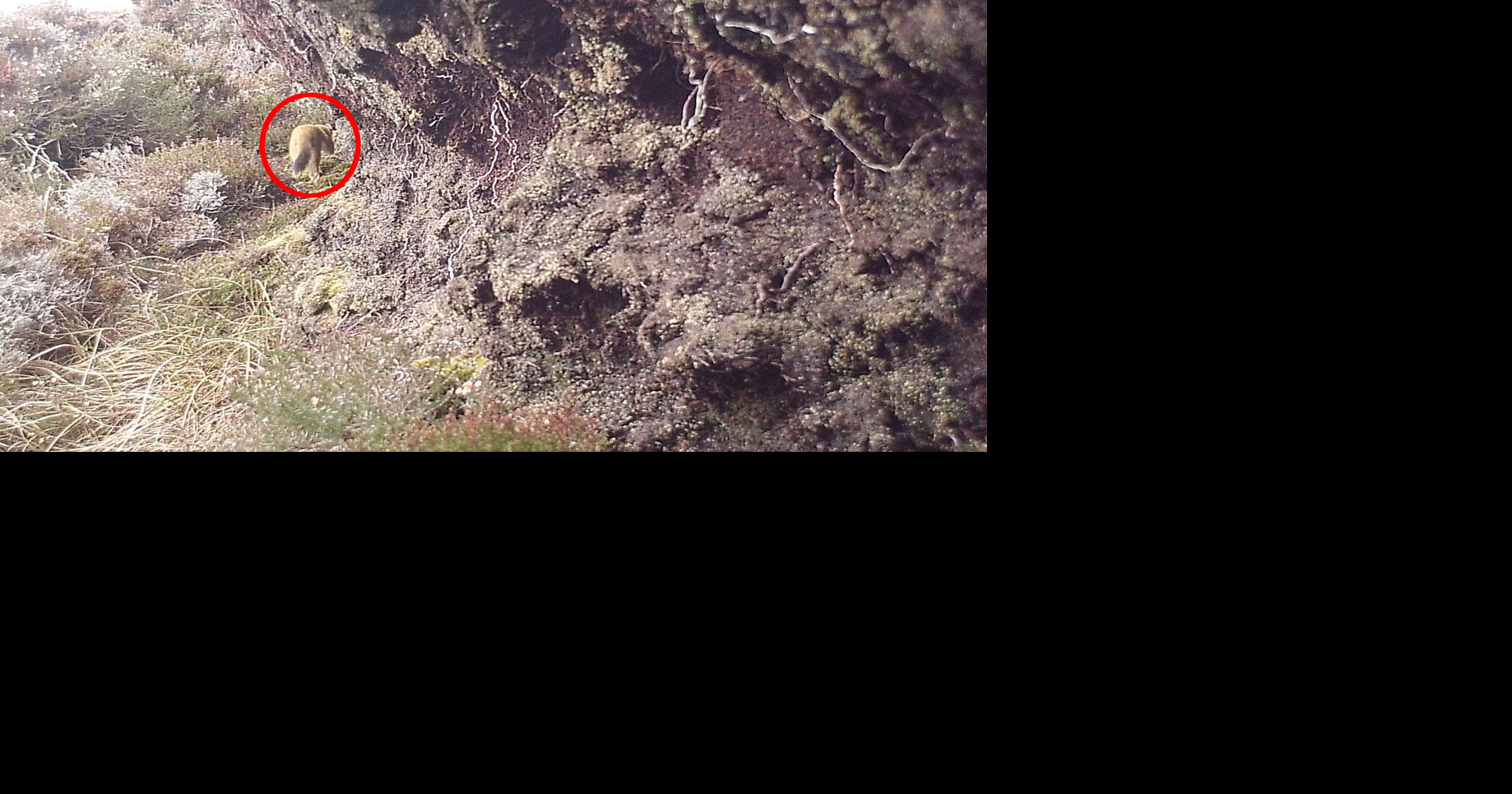 Single invasive stoat removed from rural Scottish island | National ...