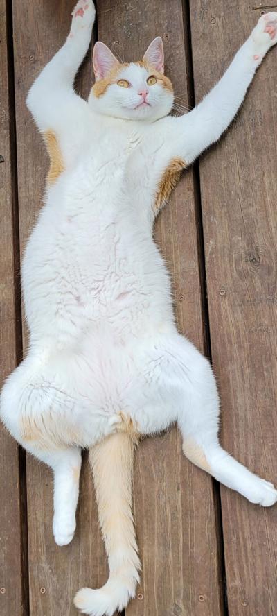 w/ photo in web site, pet spot, called “Pet spot-Vincent likes to spread out” on the family deck