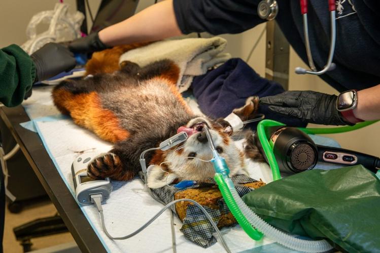Red panda undergoes dental work for sore tooth