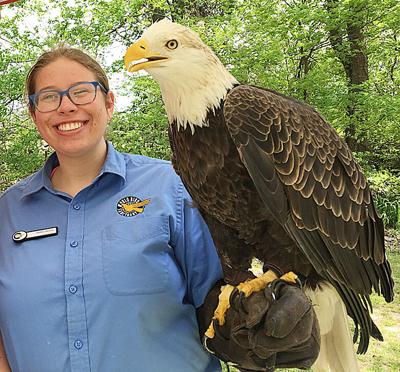 bald eagle