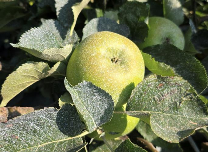 Farmer has to use suncream on apples to prevent them from cooking in heatwave
