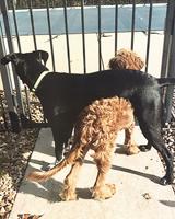 Pet spot: Dog buddies Chloe, Sadie love family pool