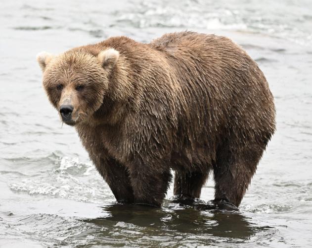 Fat Bear Week returns to pick Alaska’s bulkiest bear