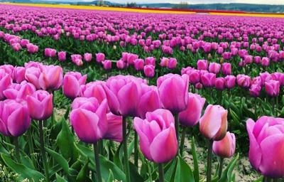 Skagit Valley Tulip Festival fields of purple tulips