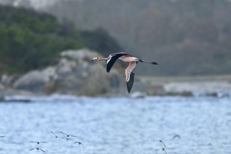 Video shows Frankie the Flamingo new ‘wild’ life in France after escaping from park