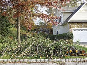 downed branches stacked