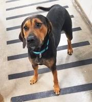 Pet spot – Lulu up for adoption at Arnold Animal Control