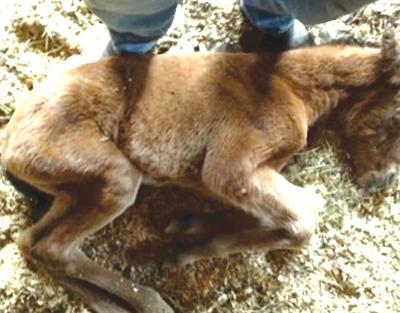 Pet Spot: Bella not aware she’s a horse