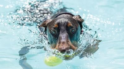 Kane Norvell fetches his ball during the 2025 Pooch Plunge on Sept. 6 at the Arnold Recreation Center’s outdoor pool.