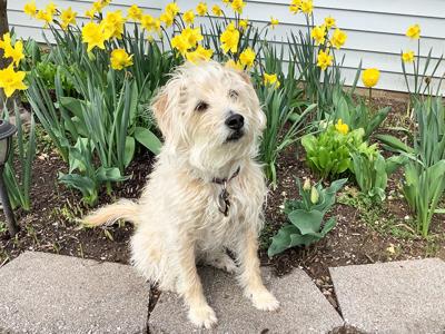 Brenda Kissane, formerly of Jefferson County, sent in this photo of Mr. Scruffy.