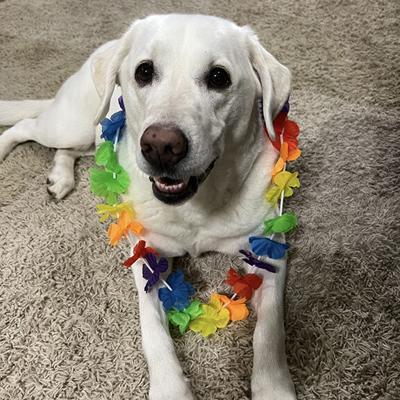 Pet Spot: Lucy sometimes too sociable