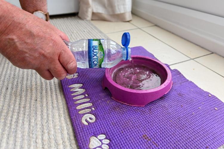 Animal lover says spring water is the key to world’s oldest cat’s long life