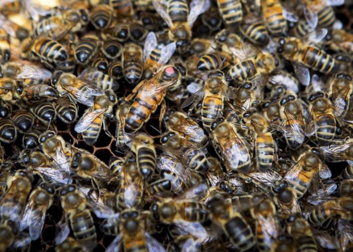 Honey bee’s “remarkable” stinger is tiny double-piston venom pump, reveals study