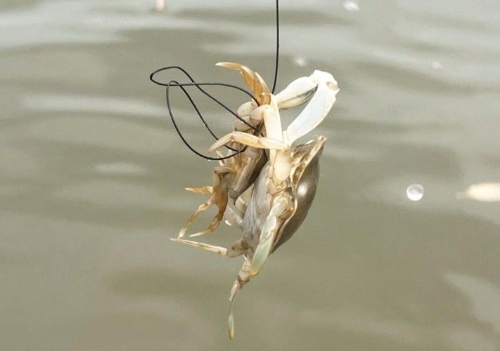 Young blue crabs hide in the shallows to avoid being eaten by cannibal cousins
