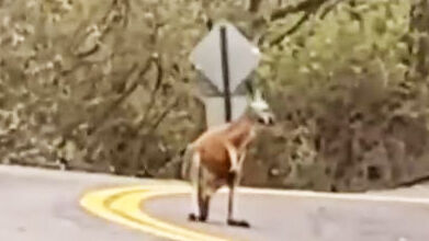 This kangaroo was spotted in High Ridge.
