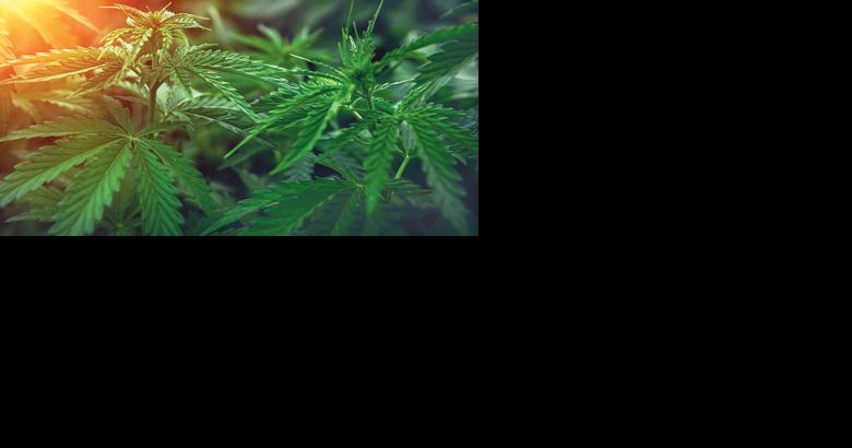 Arnold voters to decide on marijuana sales tax Nov. 7 | Local News - Vimarsana News