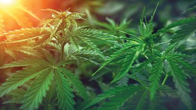 Marijuana plant