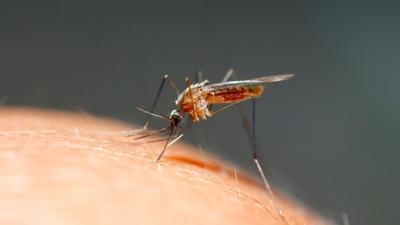 mosquito