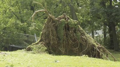 pevely woman killed by tree 8-10