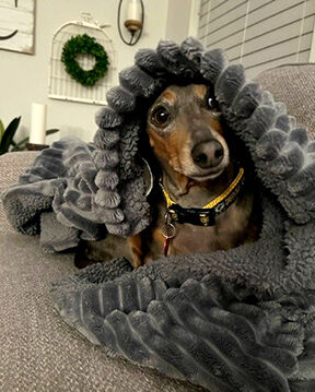 Pet Spot: Luna loves wrapping up in blankets