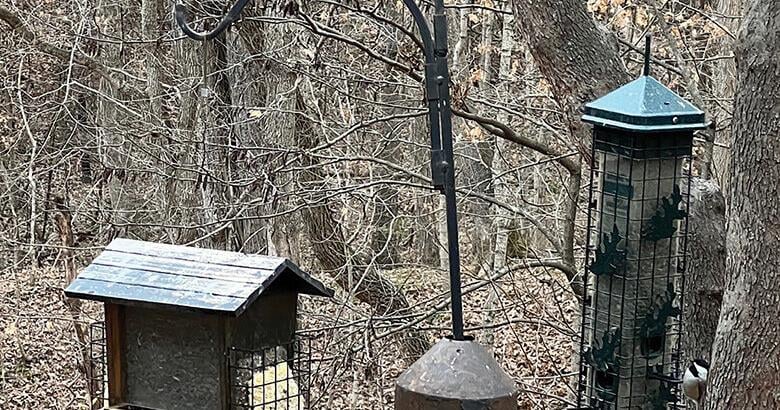 OUTDOORS: FeederWatch project has data for bird research