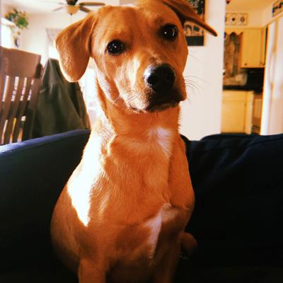 In this photo Maggie is comfortably seated at the Heitmanns’ Festus home