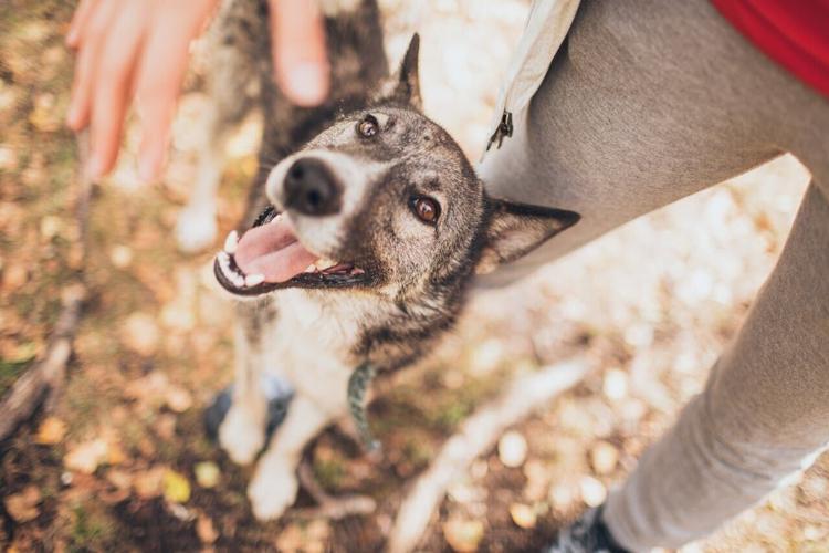 pexels-elina-sazonova-4275483