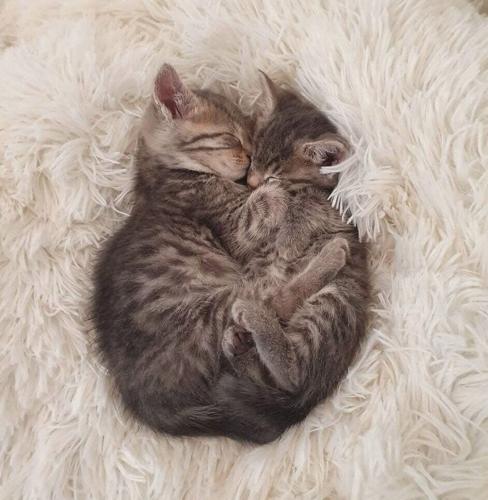 Missing cat finally reunited with owner after being ‘cat napped’ five years ago