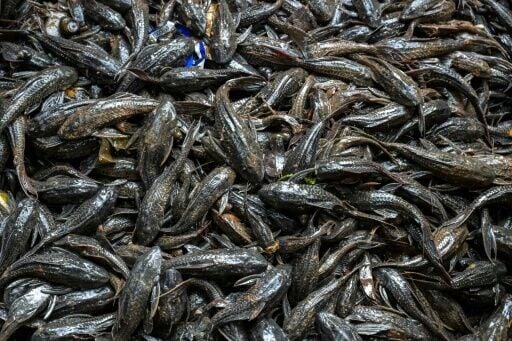 The sapu-sapu was introduced to Indonesia from South America, brought in to keep aquariums algae free but chucked into rivers as they outgrew their tanks