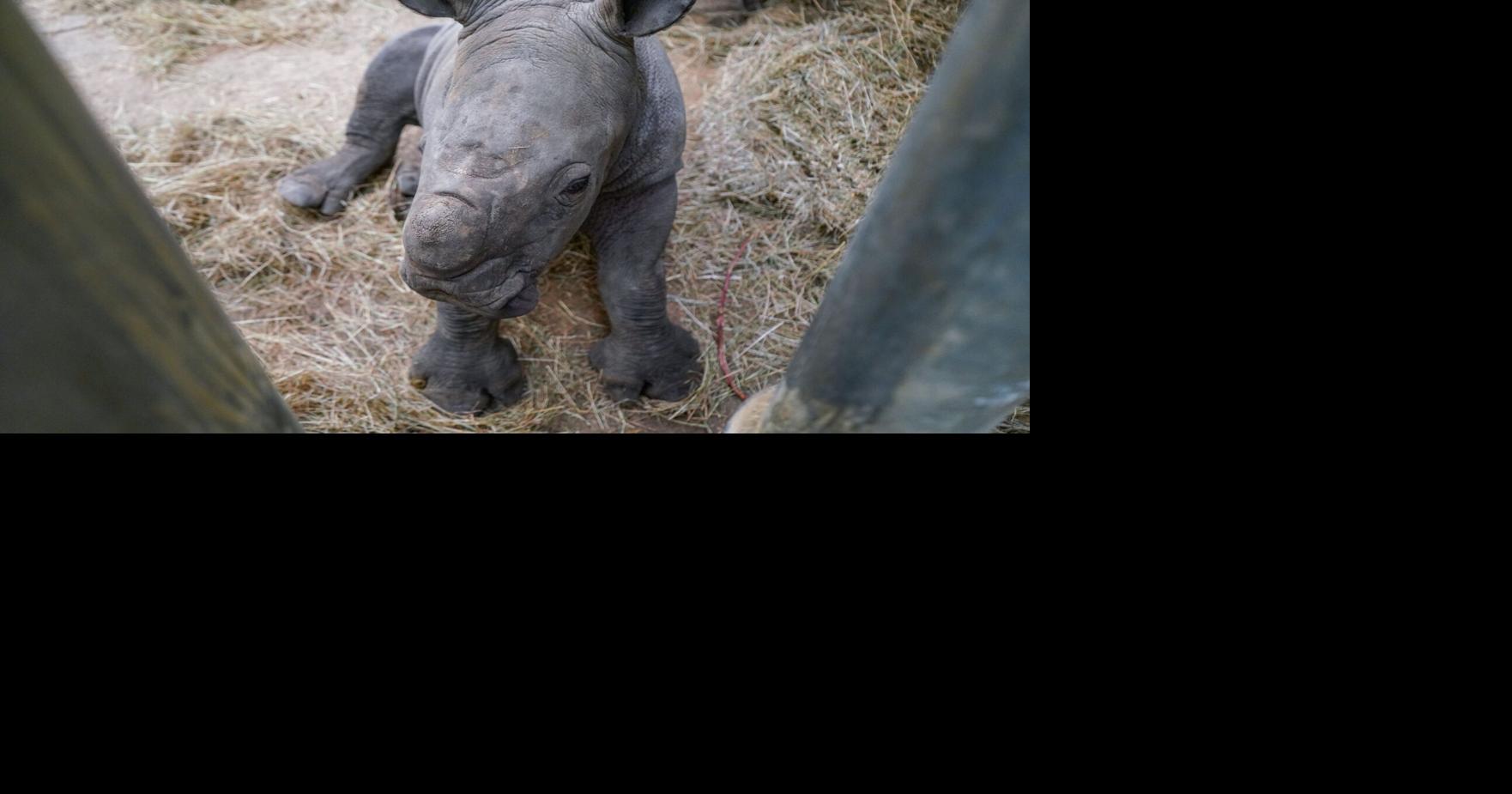 Birth of extremely rare white rhino caught on camera