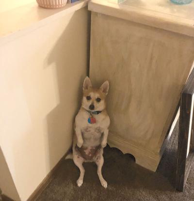 Pet Spot: Arlie likes to stand in the corner