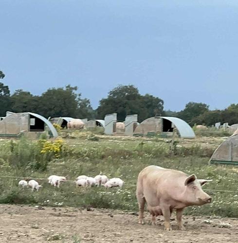 A gang of boisterous pigs on the loose have divided residence with their antics