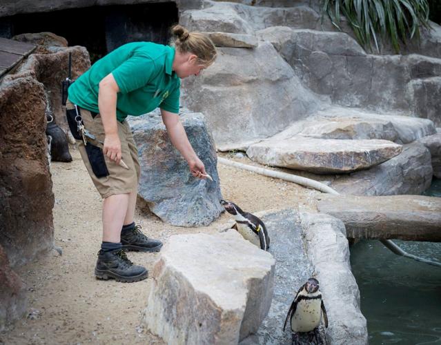 Penguins at Cornish wildlife park enjoy sardines caught by local fishermen
