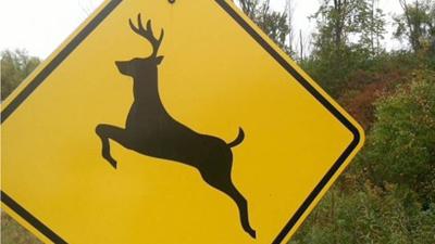 deer accident patrol patch.jpg