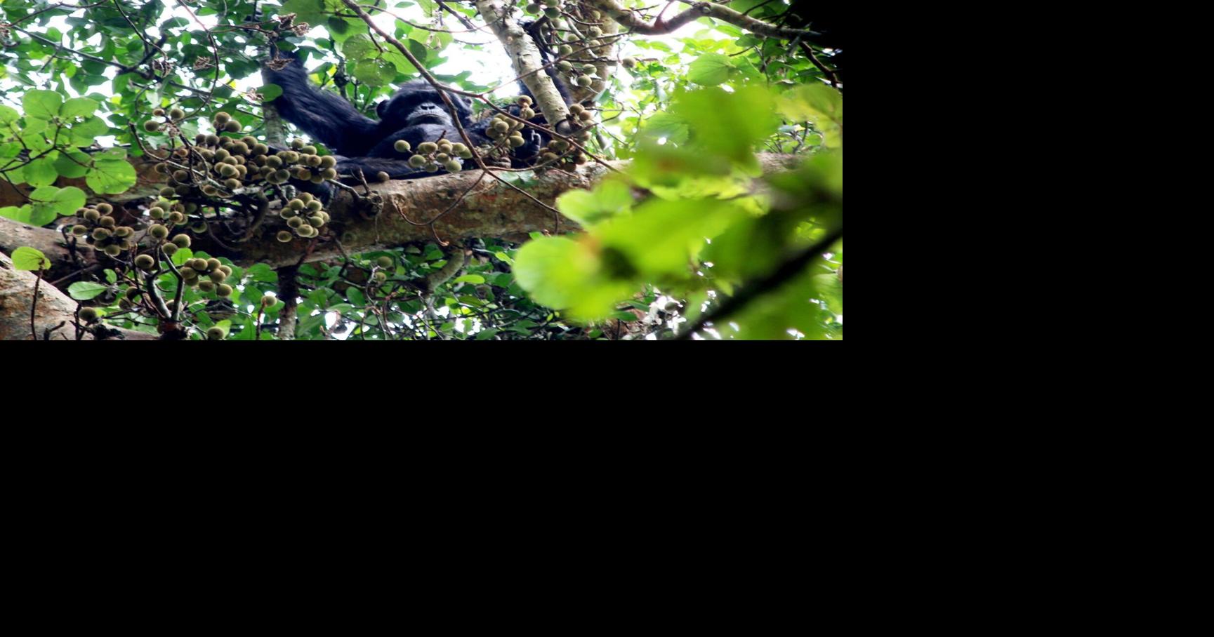 Berkley study finds chimps consume same as two glasses of wine daily