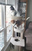 Pet Spot: Dog pals Roxie, Gracie enjoy getting onto cat tower