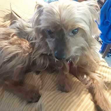 Violet Clark of Barnhart submitted this photo of her Yorkshire Terrier, Romeo.