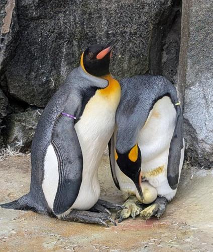 Scotlandís first king penguin egg in 17 years has been laid at the Royal Zoological Society of Scotlandís (RZSS) Edinburgh Zoo.
