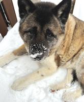 Pet Spot: Kasha likes the snow