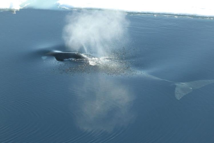 Whales “breed in specific areas deep beneath the Arctic Circle”