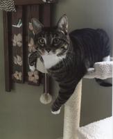 Pet Spot: Onyx the cat a snuggler