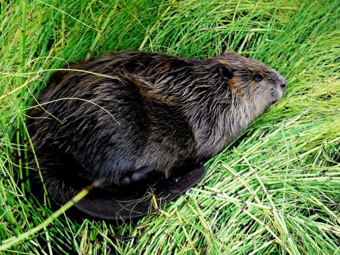 Beavers leave tell-tale trail as they move into the Arctic, reveals new research