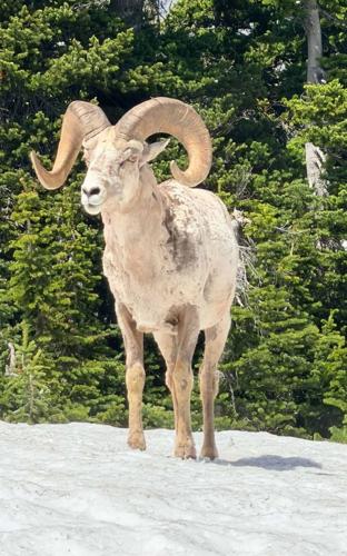 big Horn Sheep