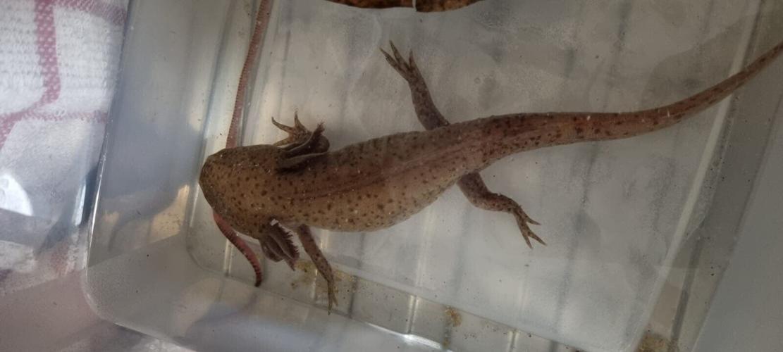 Girl,10, finds endangered Mexican axolotl in Welsh river