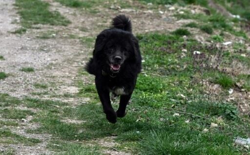 As rural populations decline across the region, the pastoral life that sustained the Karaman breed is fading