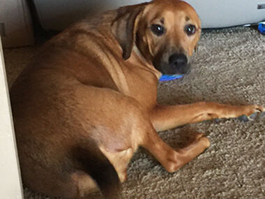 Grafton's dog, Harper