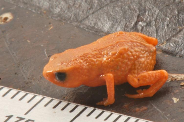 New tiny frog species no bigger than a pencil tip discovered