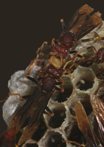 Wasp societies overcome brutal battles to be queen by workers picking up the slack