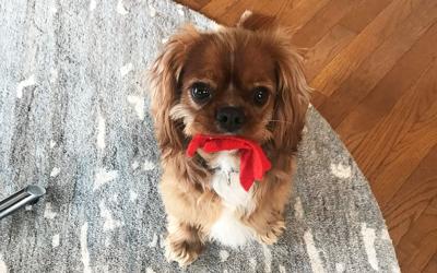 Leo, an 18-month-old cavalier King Charles spaniel